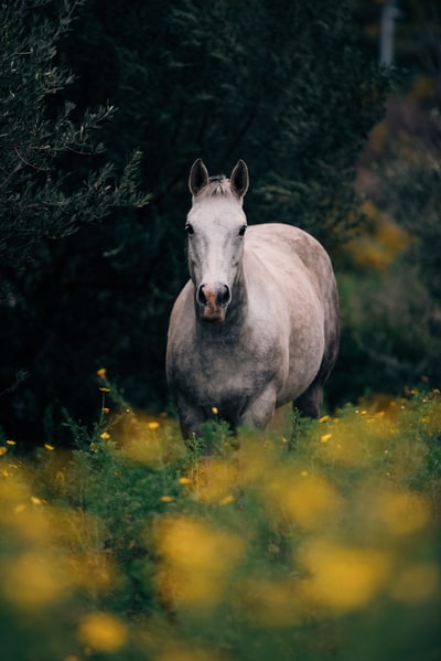 灰色的马
